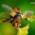 Gymnosoma clavatum - Dygliamusė | Fotografijos autorius : Romas Ferenca | © Macrogamta.lt | Šis tinklapis priklauso bendruomenei kuri domisi makro fotografija ir fotografuoja gyvąjį makro pasaulį.