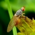 Tephrochlamys flavipes - Musė | Fotografijos autorius : Romas Ferenca | © Macrogamta.lt | Šis tinklapis priklauso bendruomenei kuri domisi makro fotografija ir fotografuoja gyvąjį makro pasaulį.