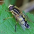 Helophilus trivittatus - Žiedmusė | Fotografijos autorius : Romas Ferenca | © Macrogamta.lt | Šis tinklapis priklauso bendruomenei kuri domisi makro fotografija ir fotografuoja gyvąjį makro pasaulį.