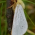 Didysis apyninis šakniagraužis - Hepialus humuli | Fotografijos autorius : Romas Ferenca | © Macrogamta.lt | Šis tinklapis priklauso bendruomenei kuri domisi makro fotografija ir fotografuoja gyvąjį makro pasaulį.