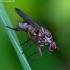 Hylemya nigrimana - Žiedenė | Fotografijos autorius : Romas Ferenca | © Macrogamta.lt | Šis tinklapis priklauso bendruomenei kuri domisi makro fotografija ir fotografuoja gyvąjį makro pasaulį.