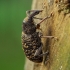 Didysis eglinis straubliukas - Hylobius piceus | Fotografijos autorius : Romas Ferenca | © Macrogamta.lt | Šis tinklapis priklauso bendruomenei kuri domisi makro fotografija ir fotografuoja gyvąjį makro pasaulį.