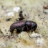 Eglinis karnagraužis - Hylurgops palliatus | Fotografijos autorius : Romas Ferenca | © Macrogamta.lt | Šis tinklapis priklauso bendruomenei kuri domisi makro fotografija ir fotografuoja gyvąjį makro pasaulį.