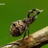 Hyptiotes paradoxus - Trikampiatinklis laidūnas | Fotografijos autorius : Romas Ferenca | © Macrogamta.lt | Šis tinklapis priklauso bendruomenei kuri domisi makro fotografija ir fotografuoja gyvąjį makro pasaulį.