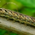 Dirvinis pelėdgalvis - Lacanobia thalassina, vikšras | Fotografijos autorius : Romas Ferenca | © Macrogamta.lt | Šis tinklapis priklauso bendruomenei kuri domisi makro fotografija ir fotografuoja gyvąjį makro pasaulį.