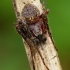 Tiltinis vandenvoris - Larinioides sclopetarius | Fotografijos autorius : Romas Ferenca | © Macrogamta.lt | Šis tinklapis priklauso bendruomenei kuri domisi makro fotografija ir fotografuoja gyvąjį makro pasaulį.