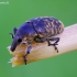 Straubliukas - Larinus turbinatus | Fotografijos autorius : Romas Ferenca | © Macrogamta.lt | Šis tinklapis priklauso bendruomenei kuri domisi makro fotografija ir fotografuoja gyvąjį makro pasaulį.