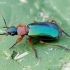 Žaliagalvis lapažygis - Lebia chlorocephala | Fotografijos autorius : Romas Ferenca | © Macrogamta.lt | Šis tinklapis priklauso bendruomenei kuri domisi makro fotografija ir fotografuoja gyvąjį makro pasaulį.