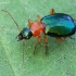 Žaliagalvis lapažygis - Lebia chlorocephala | Fotografijos autorius : Romas Ferenca | © Macrogamta.lt | Šis tinklapis priklauso bendruomenei kuri domisi makro fotografija ir fotografuoja gyvąjį makro pasaulį.