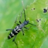 Gelsvaūsis grakštenis - Leptura annularis | Fotografijos autorius : Romas Ferenca | © Macrogamta.lt | Šis tinklapis priklauso bendruomenei kuri domisi makro fotografija ir fotografuoja gyvąjį makro pasaulį.