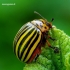 Leptinotarsa decemlineata - Kolorado vabalas/Dešimtajuostis bulviagraužis | Fotografijos autorius : Romas Ferenca | © Macrogamta.lt | Šis tinklapis priklauso bendruomenei kuri domisi makro fotografija ir fotografuoja gyvąjį makro pasaulį.