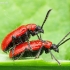 Lilioceris lilii - Lelijinis čiuželis | Fotografijos autorius : Romas Ferenca | © Macrogamta.lt | Šis tinklapis priklauso bendruomenei kuri domisi makro fotografija ir fotografuoja gyvąjį makro pasaulį.