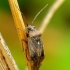 Lygus rugulipennis - Įvairiaspalvė žolblakė | Fotografijos autorius : Romas Ferenca | © Macrogamta.lt | Šis tinklapis priklauso bendruomenei kuri domisi makro fotografija ir fotografuoja gyvąjį makro pasaulį.