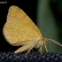 Rudasis mėlyninis sprindžius - Macaria brunneata | Fotografijos autorius : Romas Ferenca | © Macrogamta.lt | Šis tinklapis priklauso bendruomenei kuri domisi makro fotografija ir fotografuoja gyvąjį makro pasaulį.