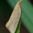 Pievinis klepsis - Clepsis senecionana, gelsvoji forma  | Fotografijos autorius : Romas Ferenca | © Macrogamta.lt | Šis tinklapis priklauso bendruomenei kuri domisi makro fotografija ir fotografuoja gyvąjį makro pasaulį.