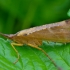 Apsiuva - Nemotaulius punctatolineatus | Fotografijos autorius : Romas Ferenca | © Macrogamta.lt | Šis tinklapis priklauso bendruomenei kuri domisi makro fotografija ir fotografuoja gyvąjį makro pasaulį.