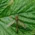 Ilgakojis uodas - Nephrotoma scurra | Fotografijos autorius : Romas Ferenca | © Macrogamta.lt | Šis tinklapis priklauso bendruomenei kuri domisi makro fotografija ir fotografuoja gyvąjį makro pasaulį.