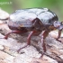 Niūriaspalvis auksavabalis - Osmoderma barnabita | Fotografijos autorius : Romas Ferenca | © Macrogamta.lt | Šis tinklapis priklauso bendruomenei kuri domisi makro fotografija ir fotografuoja gyvąjį makro pasaulį.