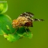 Margasparnė - Oxyna flavipennis | Fotografijos autorius : Romas Ferenca | © Macrogamta.lt | Šis tinklapis priklauso bendruomenei kuri domisi makro fotografija ir fotografuoja gyvąjį makro pasaulį.