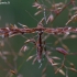 Viržinis pirštasparnis - Oxyptilus ericetorum | Fotografijos autorius : Romas Ferenca | © Macrogamta.lt | Šis tinklapis priklauso bendruomenei kuri domisi makro fotografija ir fotografuoja gyvąjį makro pasaulį.