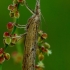 Pediasia contaminella - Dvidryžis varpinukas | Fotografijos autorius : Romas Ferenca | © Macrogamta.lt | Šis tinklapis priklauso bendruomenei kuri domisi makro fotografija ir fotografuoja gyvąjį makro pasaulį.