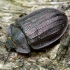 Didysis skydvabalis - Peltis grossa | Fotografijos autorius : Romas Ferenca | © Macrogamta.lt | Šis tinklapis priklauso bendruomenei kuri domisi makro fotografija ir fotografuoja gyvąjį makro pasaulį.