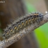 Rudoji meškutė - Phragmatobia fuliginosa, vikšras | Fotografijos autorius : Romas Ferenca | © Macrogamta.lt | Šis tinklapis priklauso bendruomenei kuri domisi makro fotografija ir fotografuoja gyvąjį makro pasaulį.