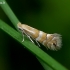 Baltaraištė beržinė keršoji kandelė - Phyllonorycter ulmifoliella | Fotografijos autorius : Romas Ferenca | © Macrogamta.lt | Šis tinklapis priklauso bendruomenei kuri domisi makro fotografija ir fotografuoja gyvąjį makro pasaulį.