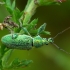 Šeriuotasis lapinukas - Phyllobius arborator | Fotografijos autorius : Romas Ferenca | © Macrogamta.lt | Šis tinklapis priklauso bendruomenei kuri domisi makro fotografija ir fotografuoja gyvąjį makro pasaulį.