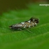 Phyllonorycter sorbi - Šermukšninė keršoji kandelė | Fotografijos autorius : Romas Ferenca | © Macrogamta.lt | Šis tinklapis priklauso bendruomenei kuri domisi makro fotografija ir fotografuoja gyvąjį makro pasaulį.