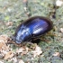 Violetinis juodvabalis - Platydema violaceum | Fotografijos autorius : Romas Ferenca | © Macrogamta.lt | Šis tinklapis priklauso bendruomenei kuri domisi makro fotografija ir fotografuoja gyvąjį makro pasaulį.