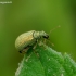 Lapinukas - Polydrusus pterygomalis | Fotografijos autorius : Romas Ferenca | © Macrogamta.lt | Šis tinklapis priklauso bendruomenei kuri domisi makro fotografija ir fotografuoja gyvąjį makro pasaulį.