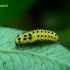 Psyllobora vigintiduopunctata - Dvidešimtdvitaškė boružė | Fotografijos autorius : Romas Ferenca | © Macrogamta.lt | Šis tinklapis priklauso bendruomenei kuri domisi makro fotografija ir fotografuoja gyvąjį makro pasaulį.