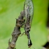 Blyškiaakis kupriukas - Raphidia xanthostigma | Fotografijos autorius : Romas Ferenca | © Macrogamta.lt | Šis tinklapis priklauso bendruomenei kuri domisi makro fotografija ir fotografuoja gyvąjį makro pasaulį.