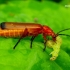 Rhagonycha fulva - Skėtinis minkštavabalis | Fotografijos autorius : Romas Ferenca | © Macrogamta.lt | Šis tinklapis priklauso bendruomenei kuri domisi makro fotografija ir fotografuoja gyvąjį makro pasaulį.