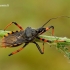 Rhynocoris annulatus - Žieduotoji plėšriablakė | Fotografijos autorius : Romas Ferenca | © Macrogamta.lt | Šis tinklapis priklauso bendruomenei kuri domisi makro fotografija ir fotografuoja gyvąjį makro pasaulį.