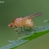 Girinukė - Sapromyza sexpunctata | Fotografijos autorius : Romas Ferenca | © Macrogamta.lt | Šis tinklapis priklauso bendruomenei kuri domisi makro fotografija ir fotografuoja gyvąjį makro pasaulį.