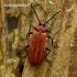 Schizotus pectinicornis - Šukaūsis raudonvabalis | Fotografijos autorius : Romas Ferenca | © Macrogamta.lt | Šis tinklapis priklauso bendruomenei kuri domisi makro fotografija ir fotografuoja gyvąjį makro pasaulį.