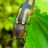 Kryžiuotasis rugiaspragšis - Selatosomus cruciatus | Fotografijos autorius : Romas Ferenca | © Macrogamta.lt | Šis tinklapis priklauso bendruomenei kuri domisi makro fotografija ir fotografuoja gyvąjį makro pasaulį.