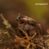 Sepedophilus marshami - Trumpasparnis | Fotografijos autorius : Romas Ferenca | © Macrogamta.lt | Šis tinklapis priklauso bendruomenei kuri domisi makro fotografija ir fotografuoja gyvąjį makro pasaulį.