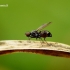 Sepsis sp. - Skruzdmusė | Fotografijos autorius : Romas Ferenca | © Macrogamta.lt | Šis tinklapis priklauso bendruomenei kuri domisi makro fotografija ir fotografuoja gyvąjį makro pasaulį.