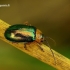 Sermylassa halensis - Paprastasis lipikiukas | Fotografijos autorius : Romas Ferenca | © Macrogamta.lt | Šis tinklapis priklauso bendruomenei kuri domisi makro fotografija ir fotografuoja gyvąjį makro pasaulį.