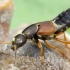 Trumpasparnis - Staphylinus dimidiaticornis | Fotografijos autorius : Romas Ferenca | © Macrogamta.lt | Šis tinklapis priklauso bendruomenei kuri domisi makro fotografija ir fotografuoja gyvąjį makro pasaulį.