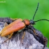 Raudonasis žieduolis - Stictoleptura rubra | Fotografijos autorius : Romas Ferenca | © Macrogamta.lt | Šis tinklapis priklauso bendruomenei kuri domisi makro fotografija ir fotografuoja gyvąjį makro pasaulį.