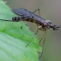 Langinis uodas - Sylvicola punctatus | Fotografijos autorius : Romas Ferenca | © Macrogamta.lt | Šis tinklapis priklauso bendruomenei kuri domisi makro fotografija ir fotografuoja gyvąjį makro pasaulį.