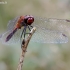 Kruvinoji skėtė - Sympetrum sanguineum | Fotografijos autorius : Romas Ferenca | © Macrogamta.lt | Šis tinklapis priklauso bendruomenei kuri domisi makro fotografija ir fotografuoja gyvąjį makro pasaulį.