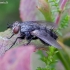 Dygliamusė - Voria ruralis  | Fotografijos autorius : Romas Ferenca | © Macrogamta.lt | Šis tinklapis priklauso bendruomenei kuri domisi makro fotografija ir fotografuoja gyvąjį makro pasaulį.