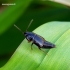 Tachinus laticollis - Trumpasparnis | Fotografijos autorius : Romas Ferenca | © Macrogamta.lt | Šis tinklapis priklauso bendruomenei kuri domisi makro fotografija ir fotografuoja gyvąjį makro pasaulį.