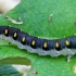 Pjūklelis - Tenthredo mandibularis, vikšras | Fotografijos autorius : Romas Ferenca | © Macrogamta.lt | Šis tinklapis priklauso bendruomenei kuri domisi makro fotografija ir fotografuoja gyvąjį makro pasaulį.