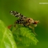 Trypetoptera punctulata - Sraigžudė | Fotografijos autorius : Romas Ferenca | © Macrogamta.lt | Šis tinklapis priklauso bendruomenei kuri domisi makro fotografija ir fotografuoja gyvąjį makro pasaulį.